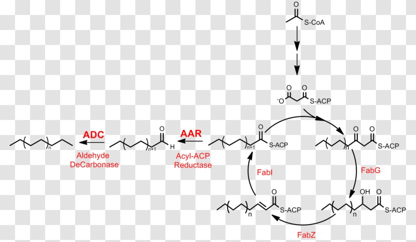 Fatty Acid Synthesis Alkane Biosynthesis Metabolic Pathway Transparent PNG