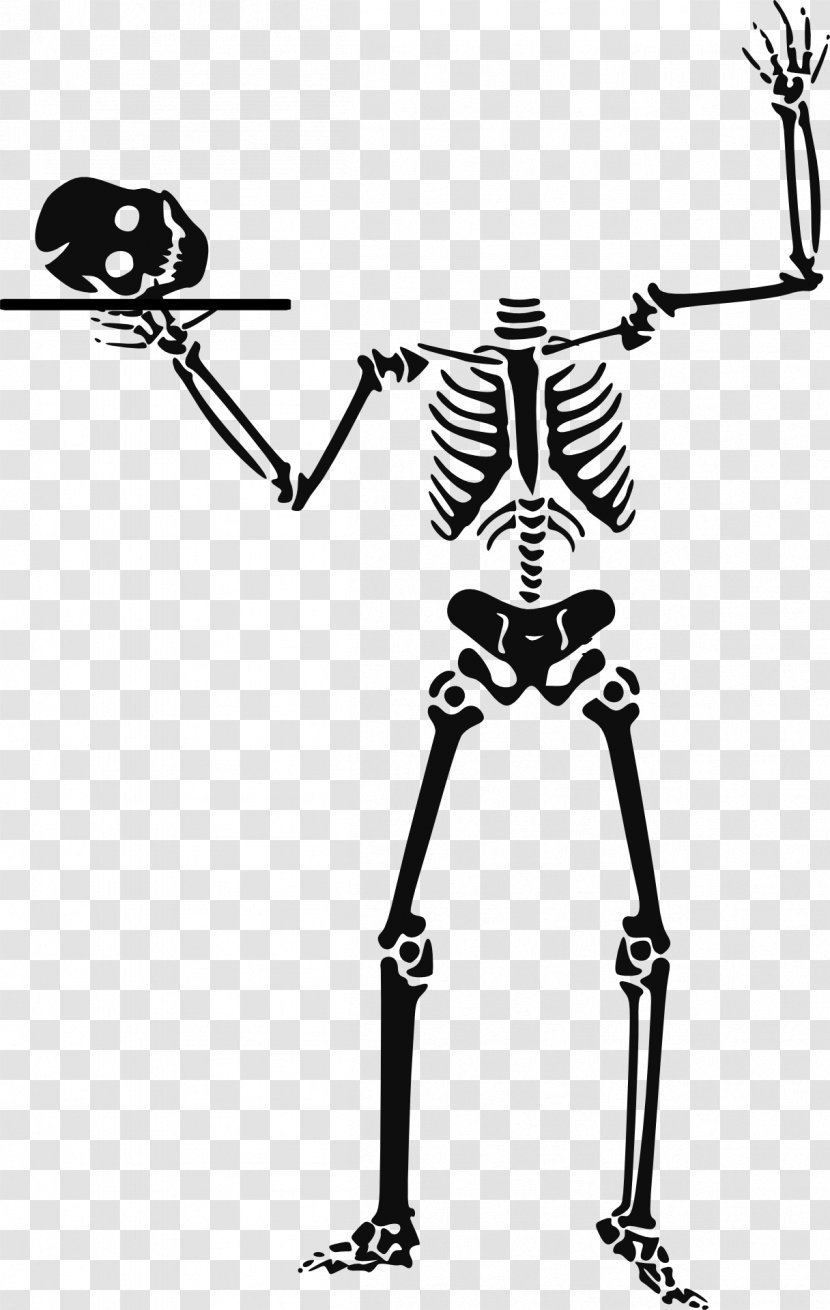Human Skeleton Skull Clip Art - Skeletal Vector Transparent PNG