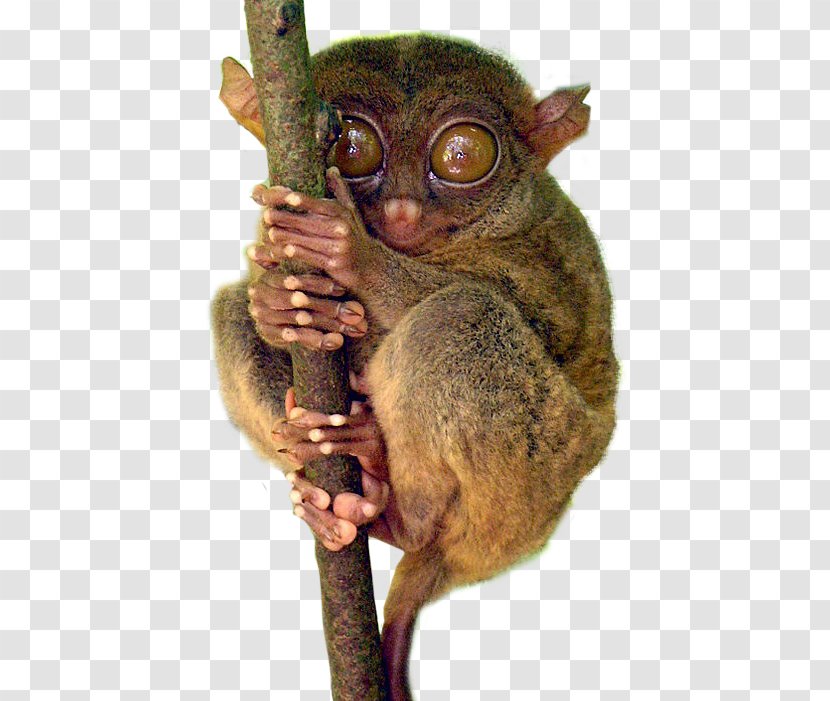 Bohol Philippine Tarsier Drawing - Mammal - Pygmy Slow Loris Transparent PNG