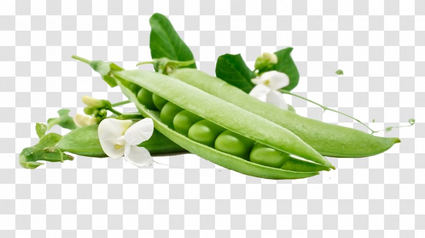 Snow Pea Vegetable Sweet Bean Wallpaper - Vegetarian Food Transparent PNG