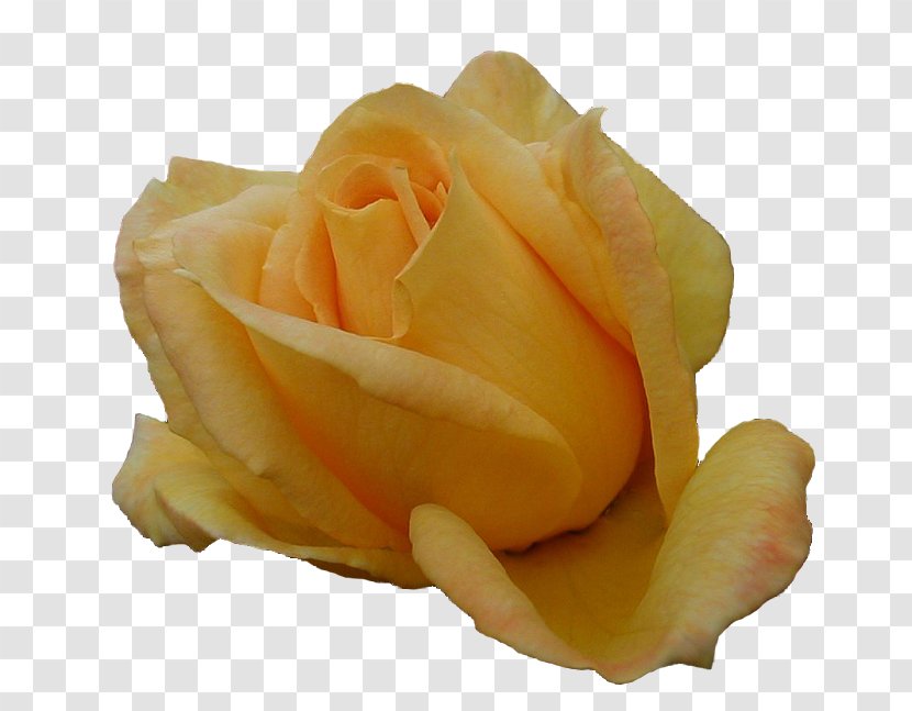 Roses, Girona Flower Garden Roses - Black Rose - Yellow Transparent PNG