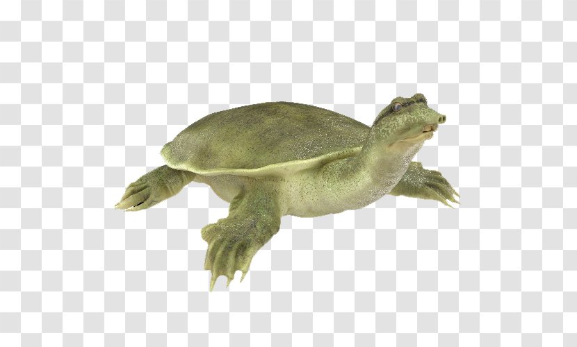 Chinese Softshell Turtle Florida Spiny African - Fotolia Transparent PNG