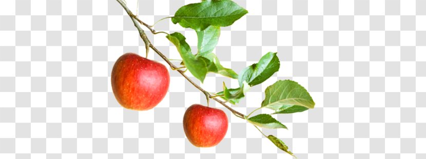 Apple Barbados Cherry Branch Food Fruit - Lemon Transparent PNG