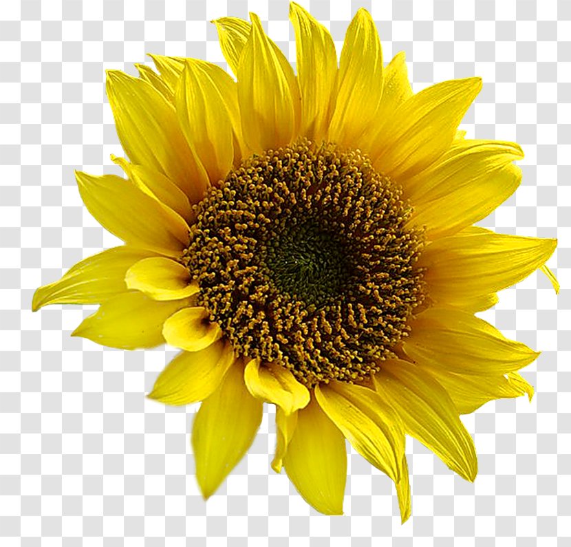 Common Sunflower Seed Clarins Body Lift Cellulite Control Clip Art - Pollen - Sunflowers Transparent PNG