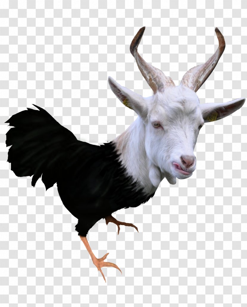 Goat Meat Chicken Venison Cattle - Wildlife Transparent PNG