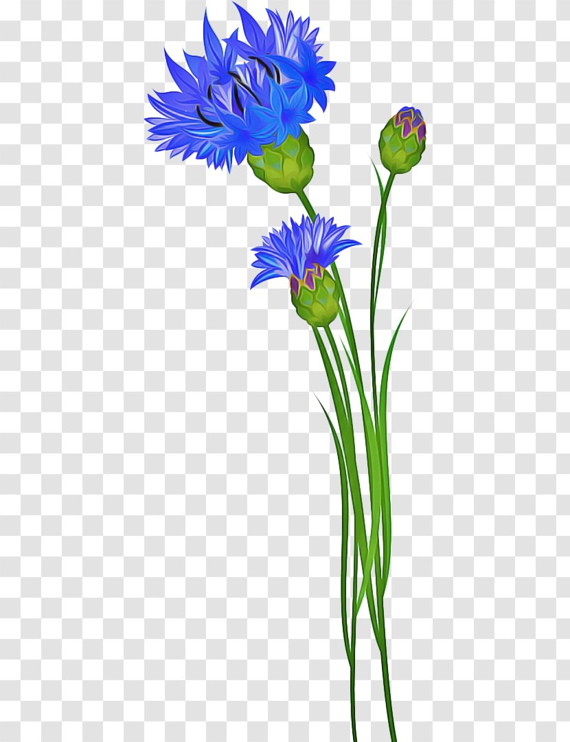 Flowers Background - Petal - Flowerpot Iris Transparent PNG
