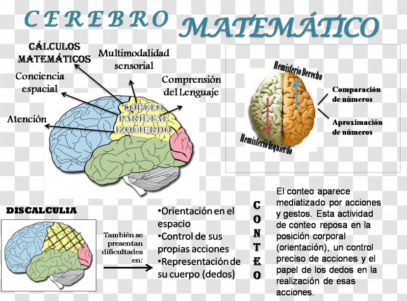 Mathematics Agy Mathematical Logic Human Brain - Watercolor Transparent PNG