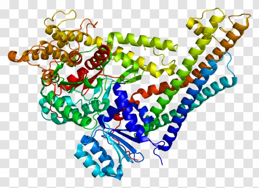 STXBP1 Gene Expression Cell Munc-18 - Microphthalmiaassociated Transcription Factor - Secretory Region Neuron Transparent PNG