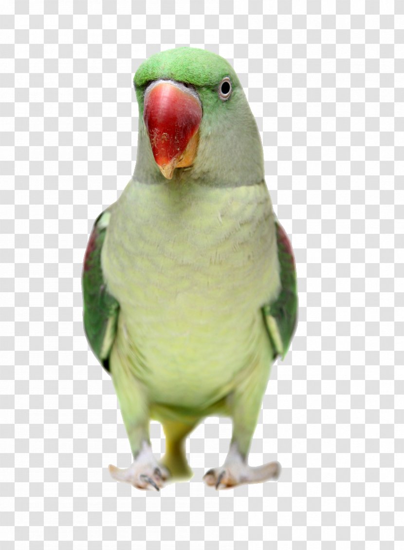 Budgerigar Alexandrine Parakeet Rose-ringed Amazon Parrot Photography - Plain - Green Red-billed Head Transparent PNG