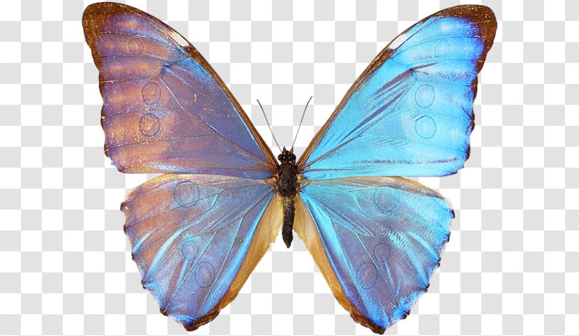 Gossamer-winged Butterflies Butterfly Moth - Bluebanded Morpho Transparent PNG