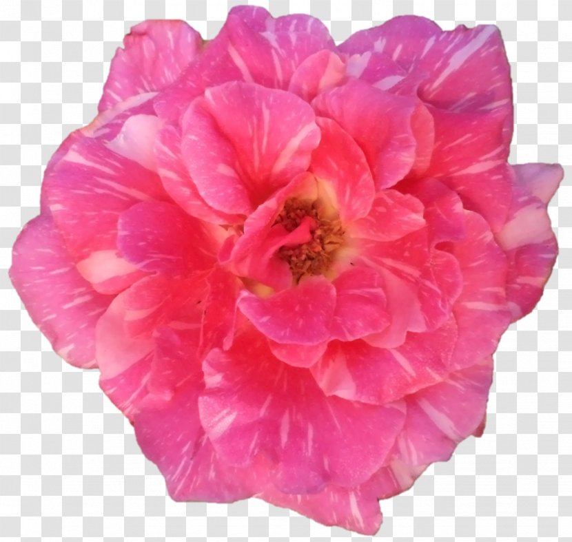 Cabbage Rose Garden Roses Floribunda Rosen Tantau Cut Flowers - Devi Transparent PNG