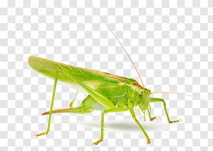 Grasshopper Stock Photography Szarau0144cza - Net Winged Insects - Green Photograph Transparent PNG