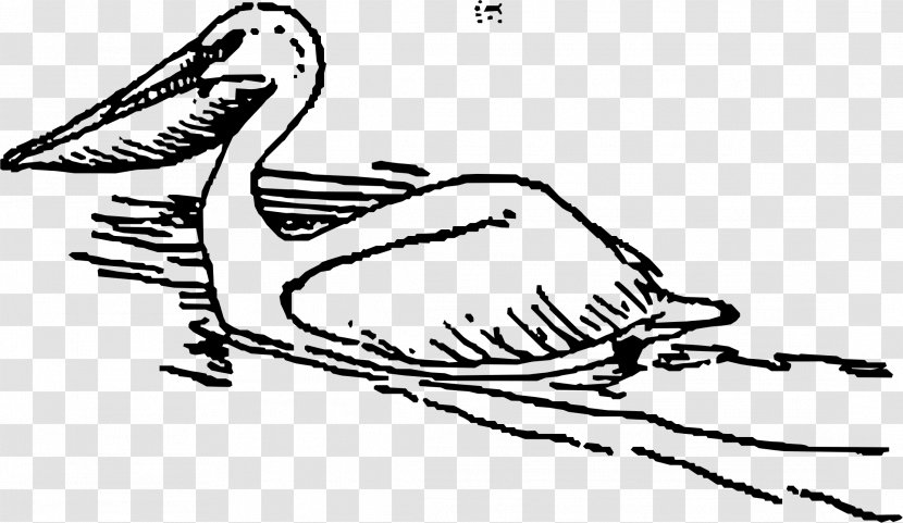 Pelican Clip Art - Line - Swimming Transparent PNG