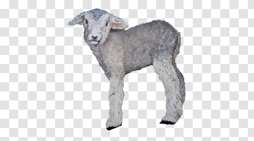 Sheep Goat Cattle Fur Snout - Antelope - Baby Lamb Transparent PNG