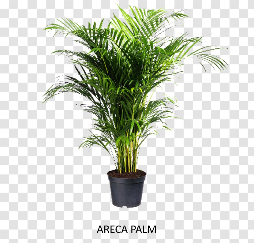 Areca Palm Houseplant GroenRijk Rhapis Excelsa - Fig Trees - Plant Transparent PNG