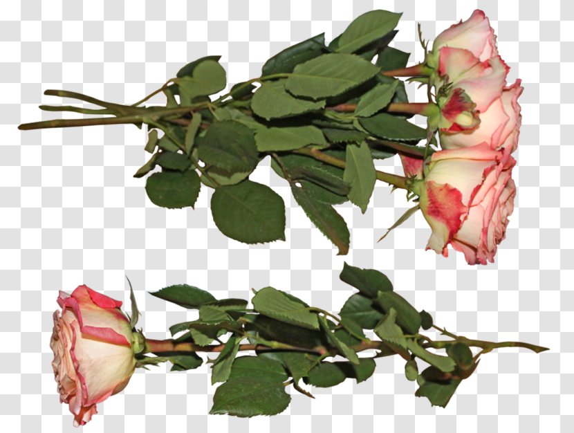 Garden Roses Cut Flowers DeviantArt Petal - Leaf - Rose Transparent PNG
