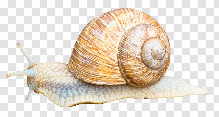 Snail Orthogastropoda Icon - Conchology Transparent PNG