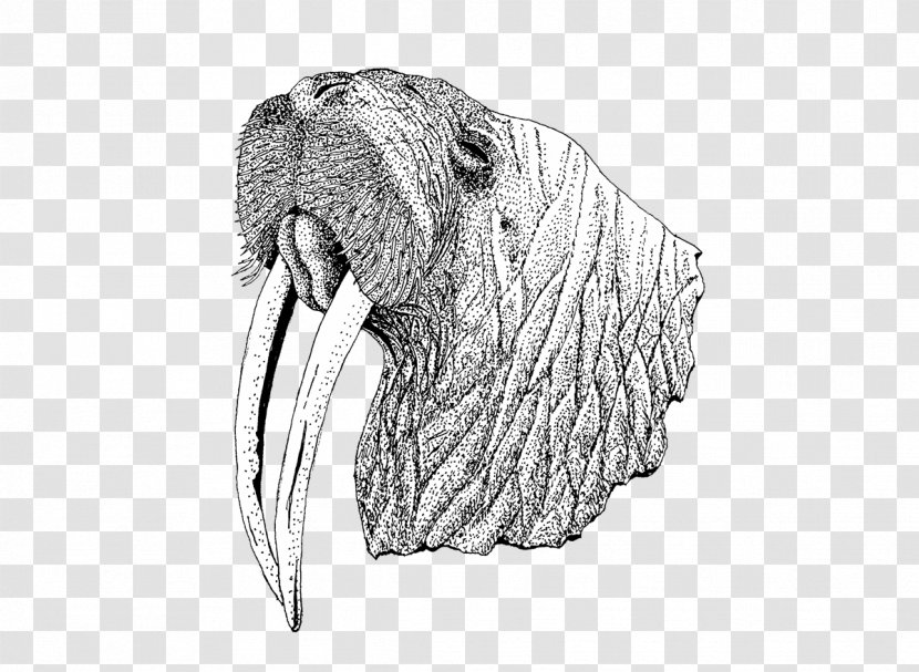 Walrus White Snout - Black And Transparent PNG