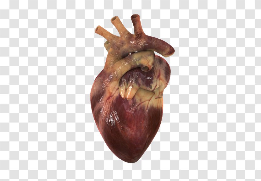 Human Heart Circulatory System 3D Computer Graphics Visualization - Tree Transparent PNG