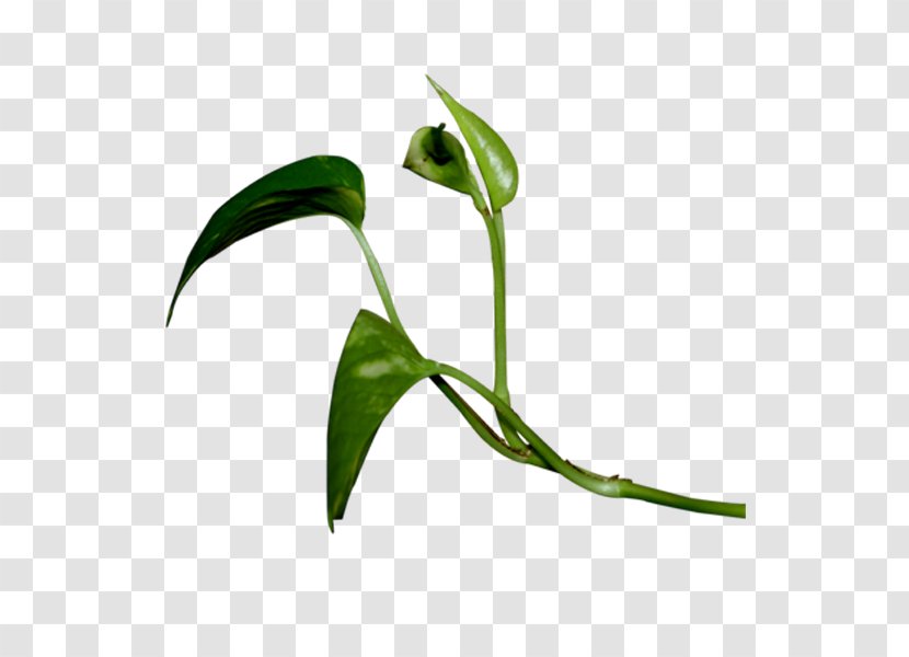Blog ICO Google Images Icon - Plant - Spring Green Leaves Transparent PNG