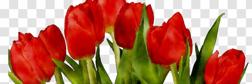 Tulip Cut Flowers Plant Stem Bud Petal - Lily Family Transparent PNG