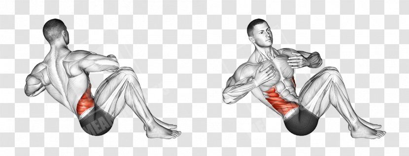 Russian Twist Exercise Biceps Muscle Training - Flexion Marteau - Workout Transparent PNG