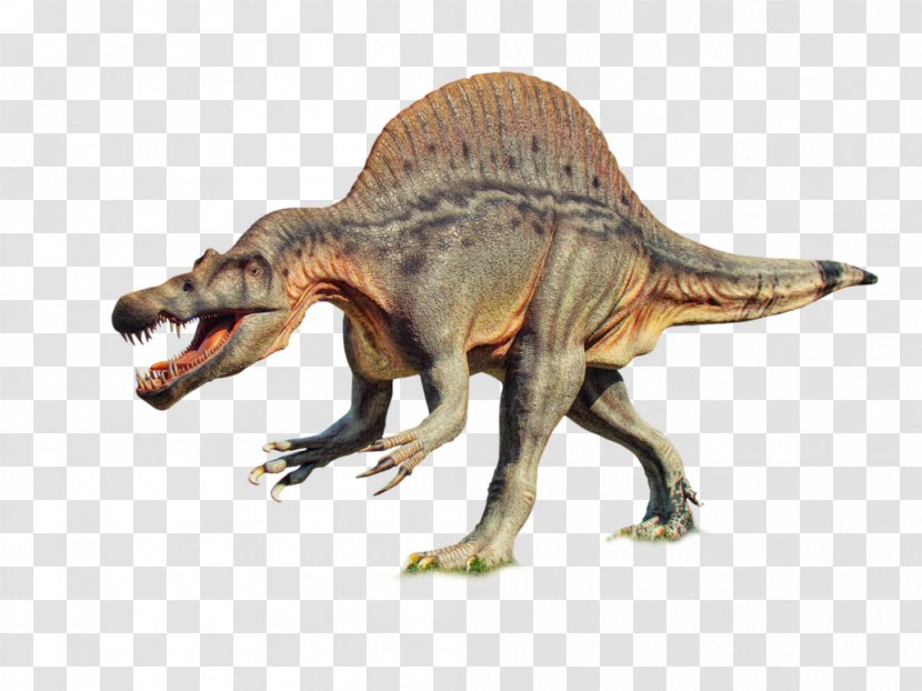 Tyrannosaurus Velociraptor Dinosaur - Fauna Transparent PNG