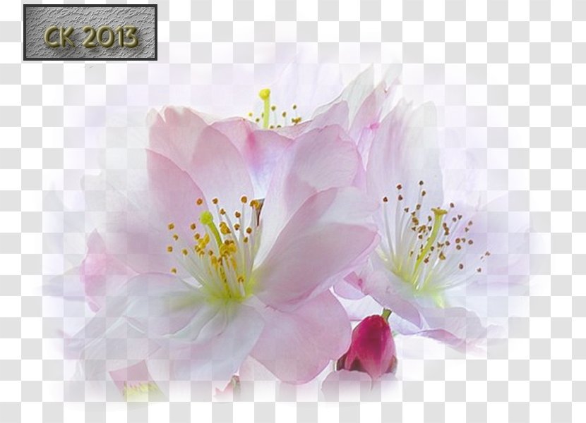 Cherry Blossom Desktop Wallpaper Flowering Plant Petal - Flower Transparent PNG