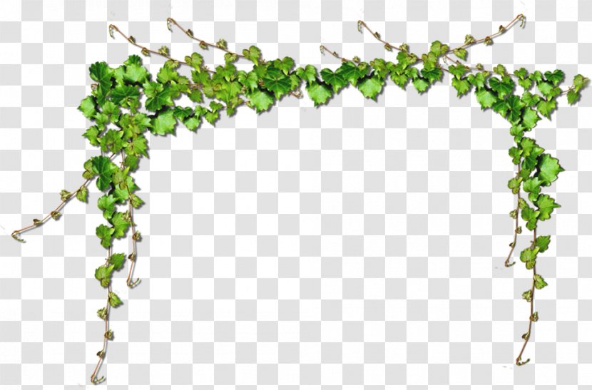 Common Grape Vine Green Computer File - Rectangle - Fig Leaf Decoration Transparent PNG