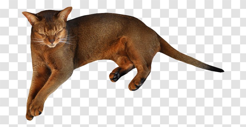 Ragdoll Havana Brown Kitten Felidae - Domestic Short Haired Cat - Pet Transparent PNG