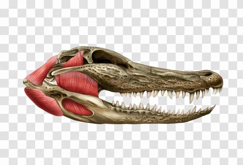 Tyrannosaurus Reptile Jaw Skull Muscle Transparent PNG