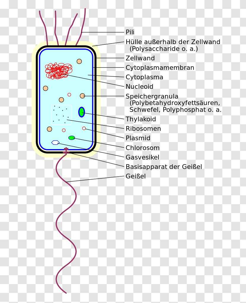 Bacteria Thylakoid Prokaryote Cell System - Organism - BACTERIUM Transparent PNG