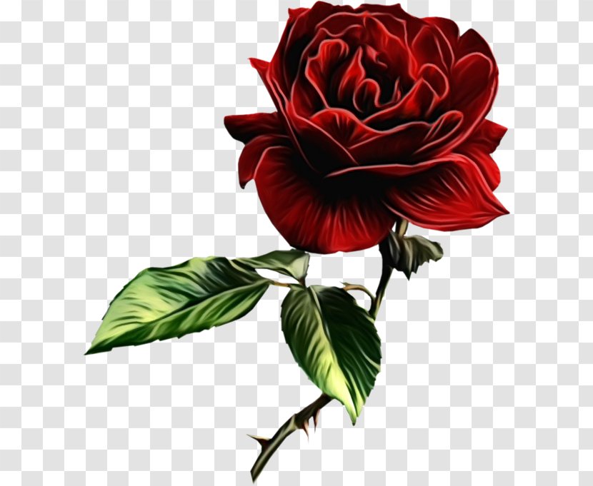 Garden Roses - Flowering Plant - Rose Family Petal Transparent PNG
