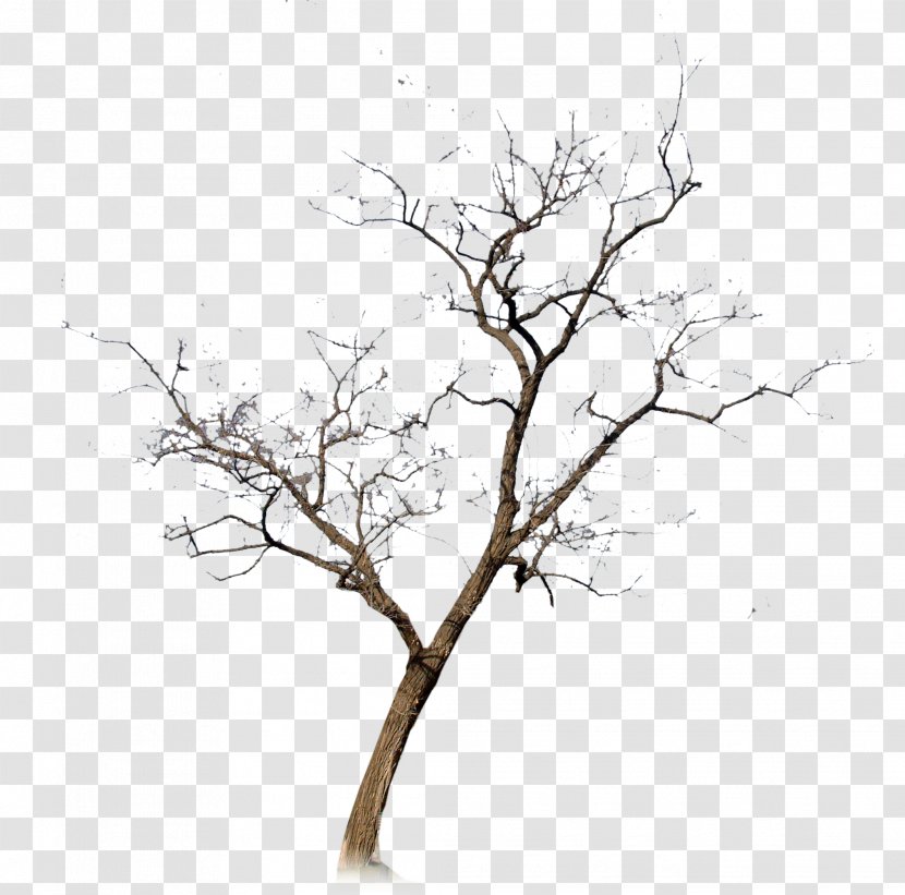 Withered,No Leaf - Computer Software - Blossom Transparent PNG