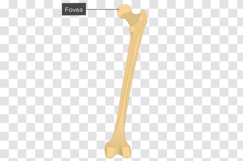 Gluteal Muscles Tuberosity Femur Greater Trochanter Fovea Centralis - Axial Skeleton - Muscle Transparent PNG