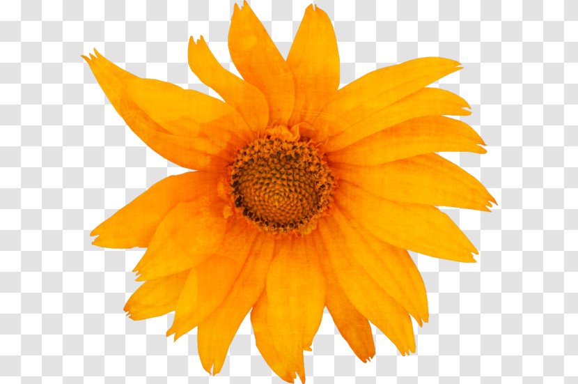 Common Sunflower Pseudanthium Daisy Clip Art - Flower Transparent PNG