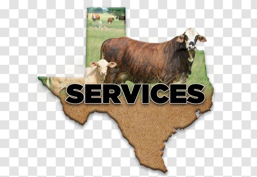 Cattle Beeville Livestock Commission 0 Sales - Cow Goat Family Transparent PNG