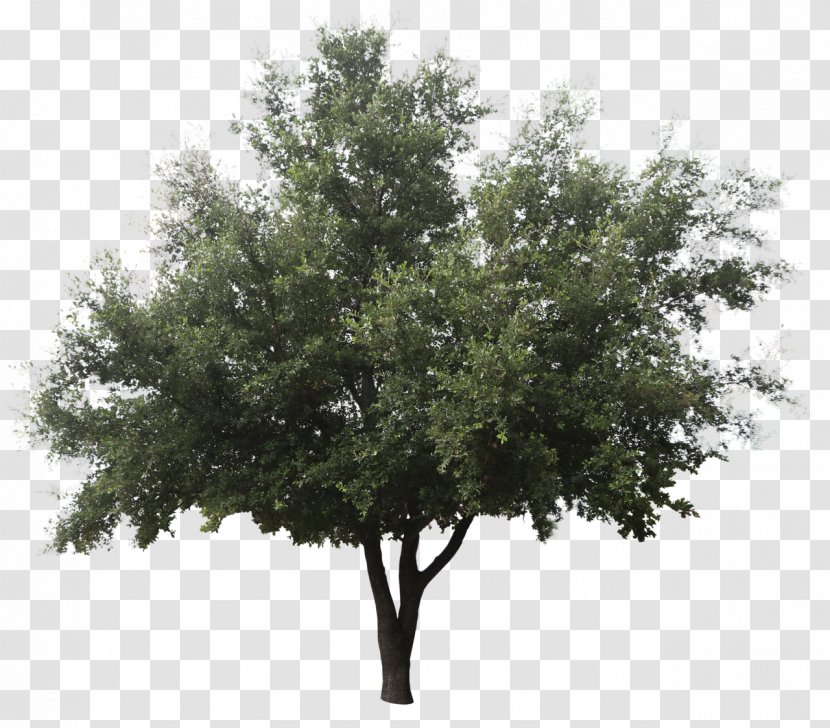 Green Ash Askur Tree Shrub Fir - Oak - Cuting Transparent PNG