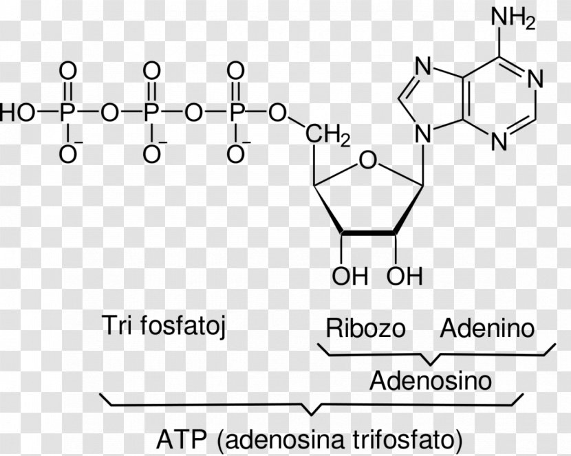 Coenzyme A Adenosine Triphosphate Cell Acetyl-CoA Ribose - Atp Transparent PNG