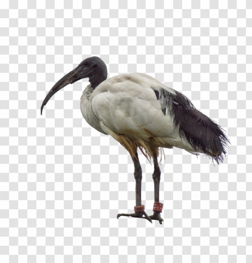 Australian White Ibis Bird Crane American - Flock - Animal Brush Transparent PNG