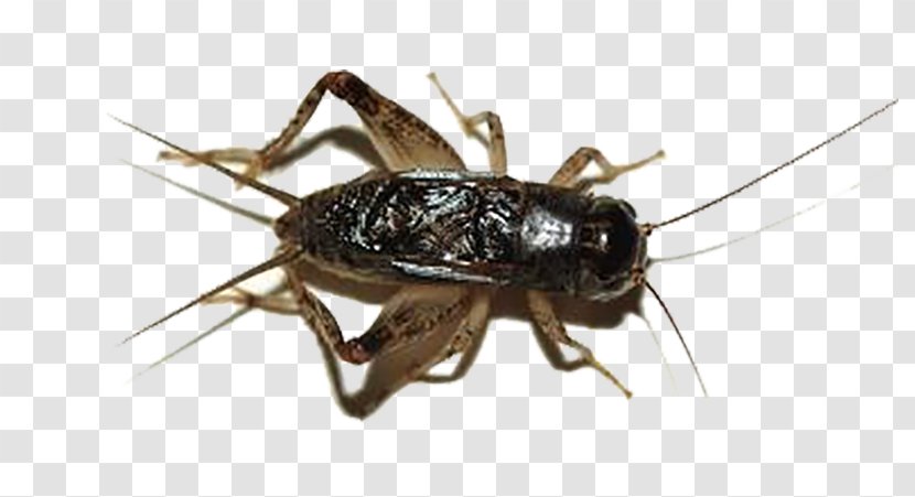 Cricket - Like Insect - Grasshopper Transparent PNG