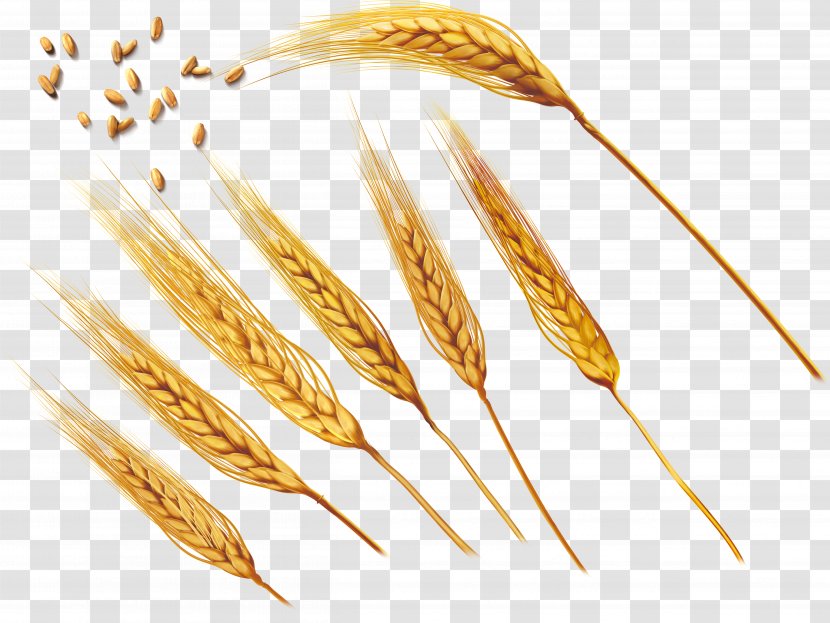 Common Wheat Ear Barley - Straw - Wheat,golden Transparent PNG