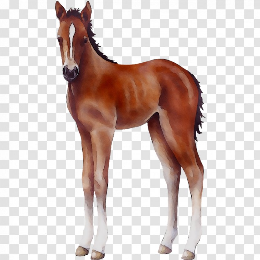 Mare Mustang Foal Stallion Halter Transparent PNG
