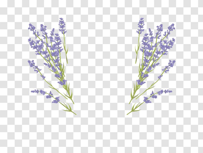Vector Graphics Royalty-free Lavender Illustration Wedding Invitation - Flower - Alfazema Ornament Transparent PNG