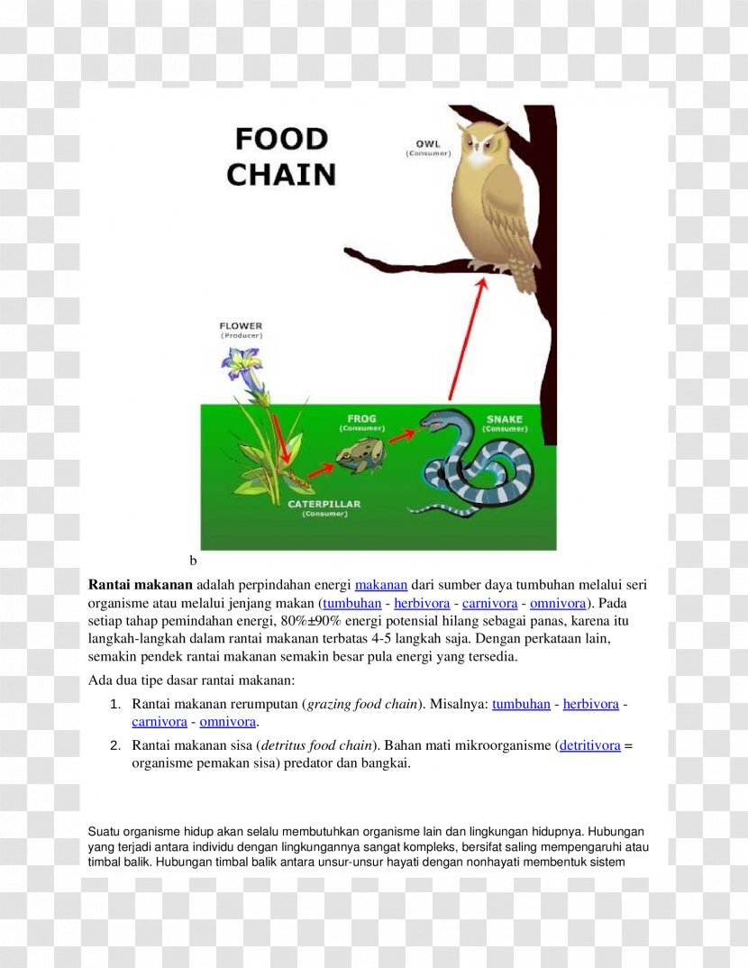 Food Chain Web Consumer Primary Producers Organism - Bird - Energy Transparent PNG