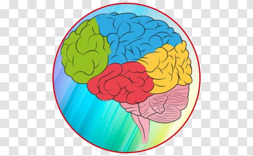 Human Brain Color Anatomy Clip Art - Heart Transparent PNG