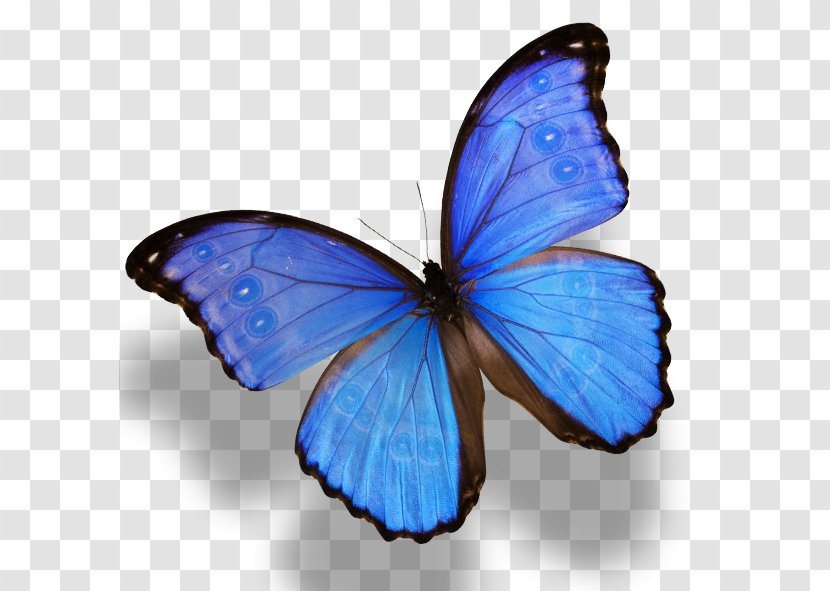 Monarch Butterfly Morpho Menelaus Amathonte - Painting Transparent PNG