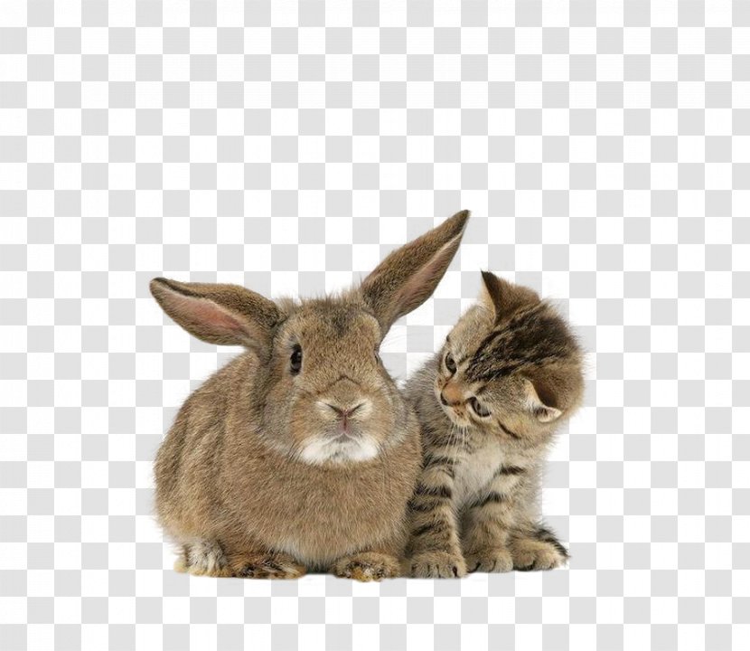 Maine Coon Kitten Pet Puppy Rabbit - Rabits And Hares Transparent PNG