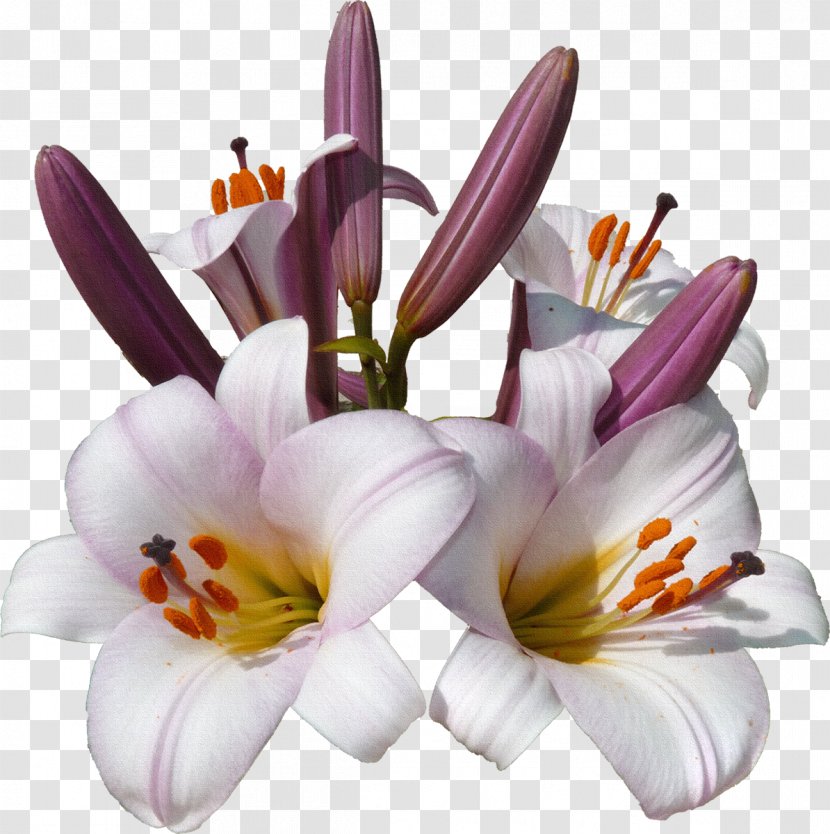 Flower Lilium Blume - Lily Transparent PNG