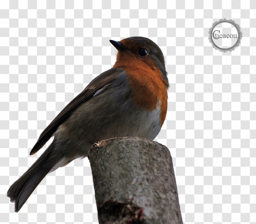 European Robin Swallow American Sparrows Fauna Beak - Perching Bird - Oiseau Transparent PNG